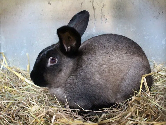 Американський соболь