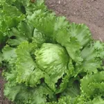 Фото Крулева Лята (Королева літа)