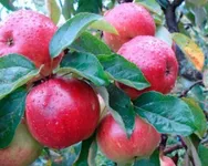 Фото Пам’ять воїну