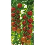 Фото Санстрім F1 / Sunstream F1