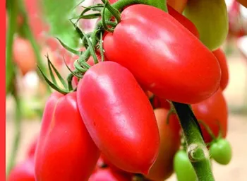 Сорти помідорів Семко 18 F1