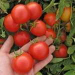 Фото Мар'янка F1 / Marienka F1