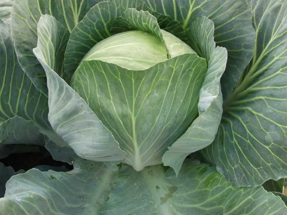 Саратога F1 / Saratoha F1