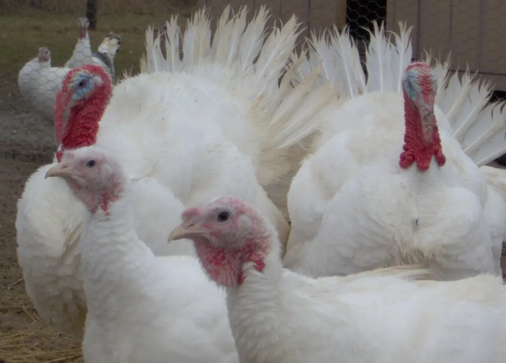 Бельтсвільська мала біла індичка