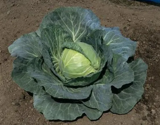 Супрім Вантаж F1 / Supreme Vantage F1