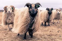 Фото Ісландська (Icelandic)