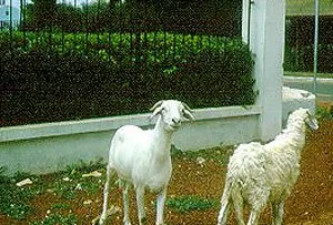 Породи овець Тубайрі (Touabire)