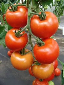 Сорти помідорів Дафне F1