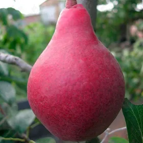 Сорти груш Старкрімсон