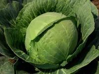 Фото Гардіан F1 / Guardian F1