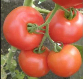 Сорти помідорів Кавалергард