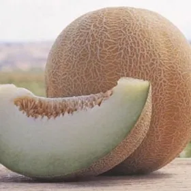 Сорти дині Анзер F1 / Anzer F1