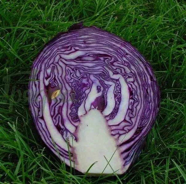 Роксі F1 / Roxy F1