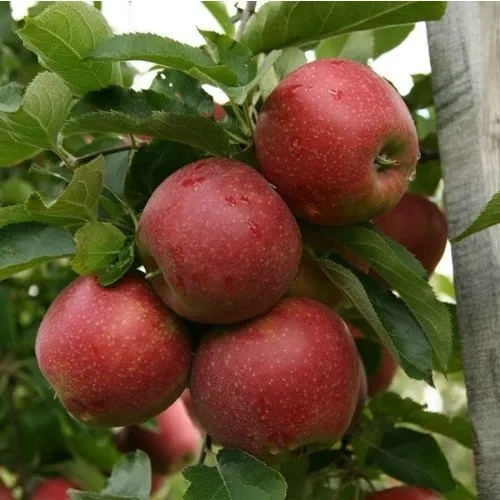 Джонаред (Джонатан Ред)