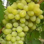 Фото Ланселот