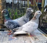 Фото Адана | Adana | Wammen