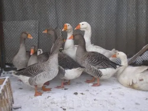 Шадринські