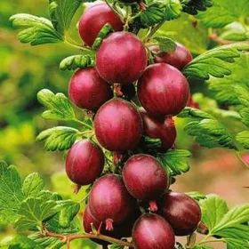 Сорти аґрусу Хіннонмакі Ред