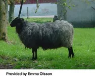 Фото Шведська (Swedish Fur Sheep)