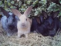 Фото Ендербі