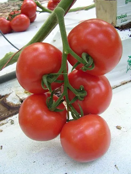 Бізарр F1 / Bizarr F1