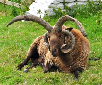 Породи овець Манський Лоахтан (Manx Loaghtan)