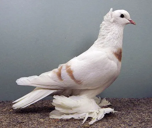 Саксонський Місячний голуб