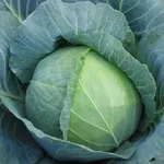 Фото Морріс F1