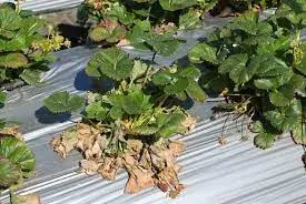 Вертициліоз полуниці