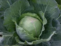 Фото Слава Грибовськая 231