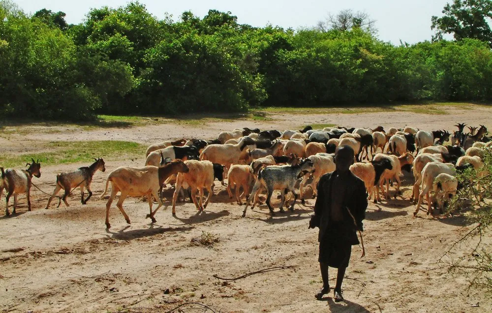 Сахельського типу (Sahel-type)