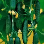 Фото Справжній полковник F1