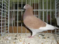 Фото Бельгійський Виставковий Гомер