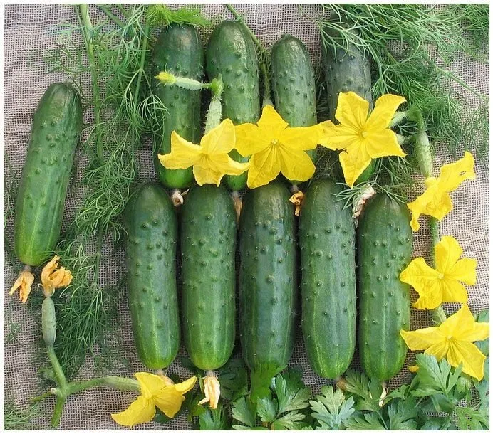 Чисті ставки F1