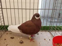 Фото Амстердамський бородатий турман