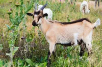 Фото Кіндер