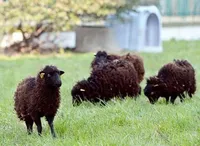 Фото Ушант (Ushant)