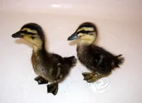 Фото Руанська