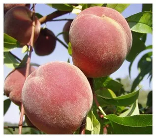 Сорти персиків Пушистий ранній