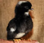 Фото Плімутрок