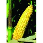 Фото Аріоль