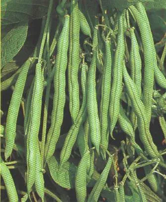 Присадибна