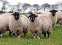 Фото Лонк (Lonk)