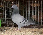 Фото Бельгійський Виставковий Гомер