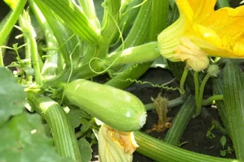 Сорти кабачків Сциллі F1 / Scilly F1