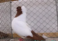 Фото Англійський хрестовий монах