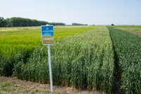 Фото Рання 93