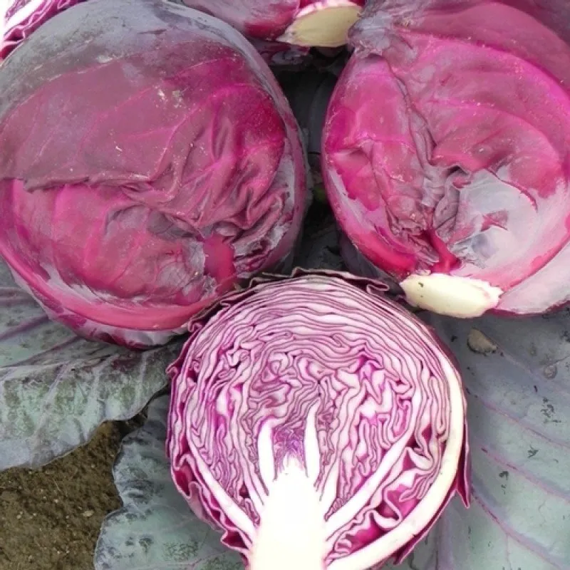 Ред Дінасті F1 / Red Dynasty F1