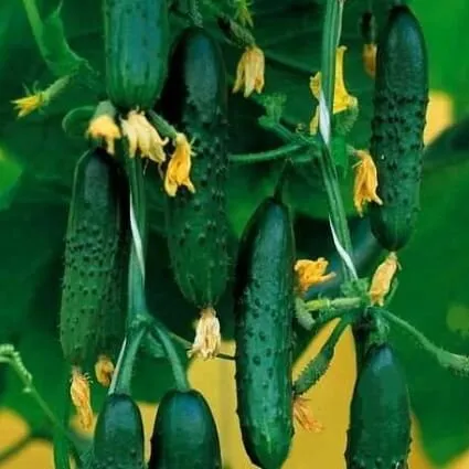 Справжній полковник F1