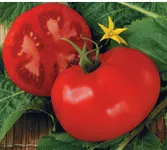 Фото Більшовик F1